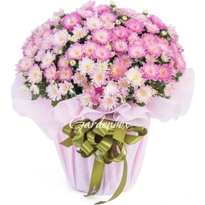 Garden Box Öğretmenler Günü Hediyesi Pembe Renk Kasımpatı Çiçeği Hediye Paketli