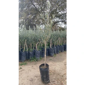 Gemlik Trilye 1 yaşında Zeytin Fidanı