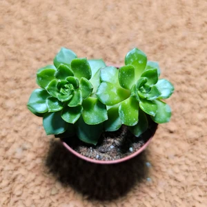 Echeveria 5,5'lik Saksıda