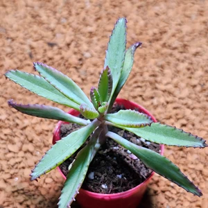 Yağmur Kaktüs Pembe Aşkın Gözyaşı 5,5'lik Saksıda