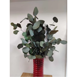 Şoklanmış Ithal Yuvarlak Yapraklı Okaliptus