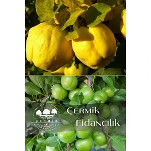 Çermik Fidancılık 2 Çeşit Karışık Meyve Fidanı Ayva ve Yeşil Can Erik