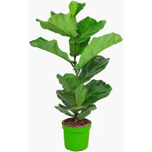 Keman Yapraklı Kauçuk Ficus Lyrata
1mt