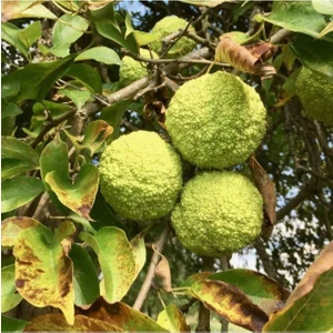 Yalancı Portakal 500GR