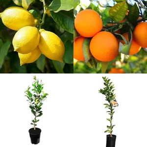 Tunç Botanik LİMON - PORTAKAL 2'Lİ NARENCİYE FİDAN SETİ (3 YAŞ TÜPLÜ ve AŞILI)