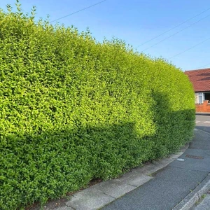 Tunç Botanik Ligustrum Kurtbağrı 5 Adet 100-120 cm - Çit Bitkisi (Büyük Boy)
