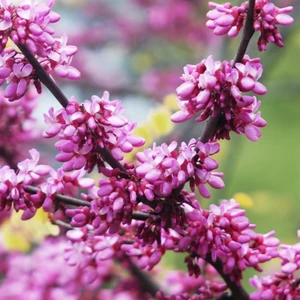 Fidan Sepetim 2 Yaş Erguvan Fidanı 'cercis Siliquastrum'
