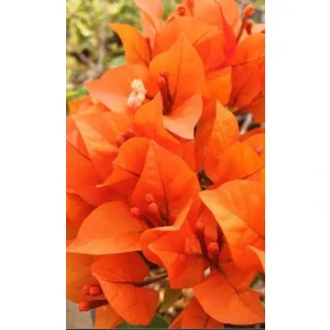 Saksıda Kavuniçi Turuncu Begonvil Fidanı Gelin Duvağı