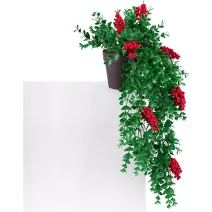 Mini Siyah Plastik Saksıda Kokinalı Sarkan Yılbaşı Çiçeği