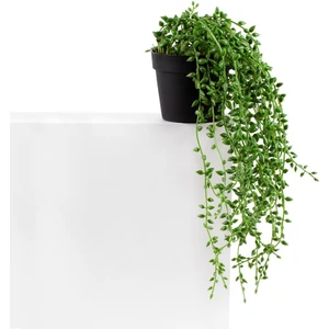 Mini Siyah Plastik Saksıda Sarkan Boncuk Yeşillik