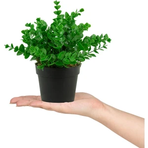 Siyah Mini Plastik Saksıda Yapay Demet Şimşir