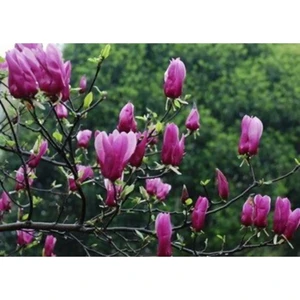 Lala Ahmet Botanik Saray Lalesi (Yaprak Döken Manolya) 130-150 cm 24 cm Çapında - Saksıda - Çok Dallı