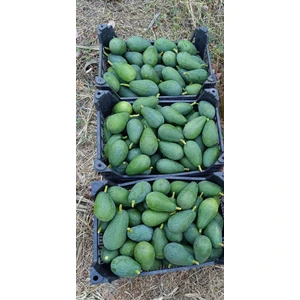 Has Organik Avokado Taze Hasat 1kg