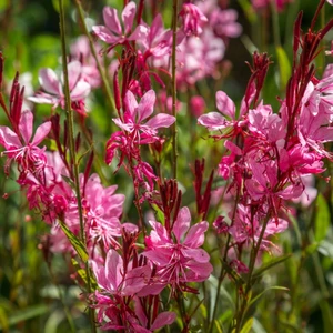 GAURA ÇİÇEĞİ  10 ADET - ÇOK YILLIK DIŞ MEKAN ÇİÇEĞİ