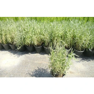 Tunç Botanik Lavanta Fidanı Saksıda 20 - 30 cm 3'lü