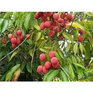 Yavuz Fidancılık Liçi (Lychee, Litchi) Fidanı 1 YAŞ 20 CM (YERLİ ÜRETİM)
