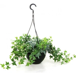 Mini Hedera  Alacalı Salon Sarmaşığı- (Hedera Helix Variegata) As