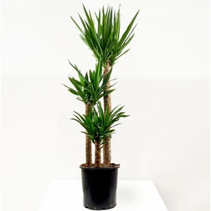 Fidan Burada YUKA BİTKİSİ (Yucca Massengena) 3 Gövdeli 120-140 cm
