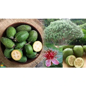 Yavuz Fidancılık Feijoya Fidanı 4 Yaş 1.5 mt