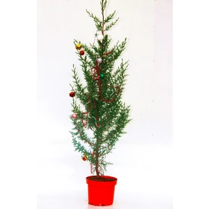 Tunç Botanik Yılbaşı Çamı - Canlı Yılbaşı Ağacı 100-120 cm