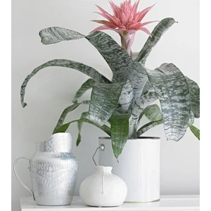 Eşmeya – Kupa Çiçeği (Aechmea)
