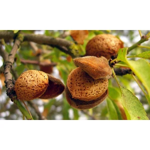 Ferreduel Badem Fidanı 3 Yaş Tüplü ve Aşılı 2 Adet