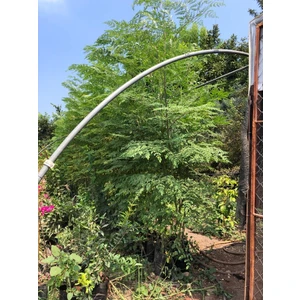 Tüplü Şifalı Moringa Ağacı Fidanı Boy  150 cm - 2 M
