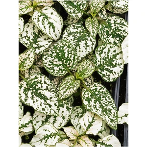 Garden Box Yaprağı Güzel Beyaz Renk Hostes Çiçeği 1 Adet Saksılı (White HYPOESTES)10-15CM