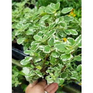 Garden Box Yeşil Alacalı Kokulu Benjamin Çiçeği 1 Adet Saksılı Salon Ofis ÇIÇEĞI10-20CM