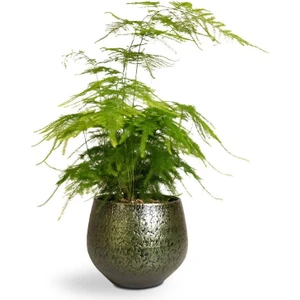 Garden Box Dekoratif Salon Çiçeği Asparagus Setaceus Tül Kuşkonmaz Çiçeği 10-30CM