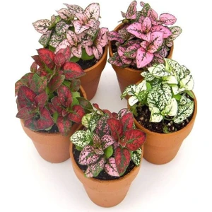 Garden Box 5 Adet Hostes Çiçeği Saksılı (HYPOESTES)10-15CM