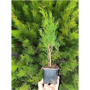 Garden Box Formlu Yeşil Leylandi Çam Ağacı Fidanı 30 Adet Tüplü 10-25CM Dış Mekan Ağacı