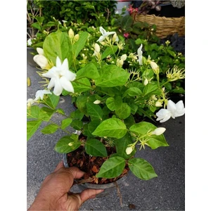 Garden Box Kokulu Ful Yasemin Çiçeği 1 Adet Saksılı 30-60CM Jasminum