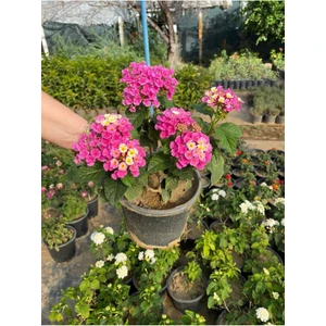 Garden Box Pembe Renk Lantana Çalı Minesi Çiçeği 20-30CM Sakıslı Iç Dış Mekan Uygundur