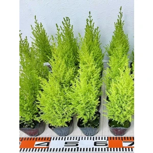 Garden Box Kokulu Limon Çamı Fidanı 40 Adet Tüplü 15-25CM (Hesperocyparis Macrocarpa)