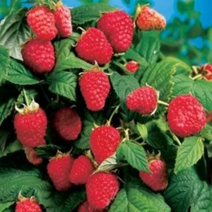 Paket Tüplü Aromatik Aksu Pembesi Ahududu Fidanı