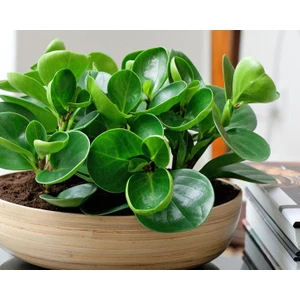 Yeşil  Zümrüt Dalgası – Peperomia Obtusifolia