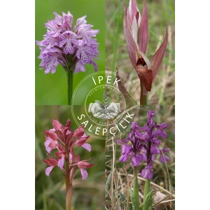 100 Adet Salep Fidesi