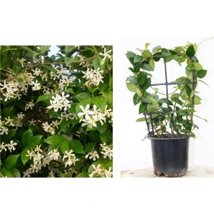 Tunç Botanik Arap Yasemini Pergola Formlu 40-60 cm