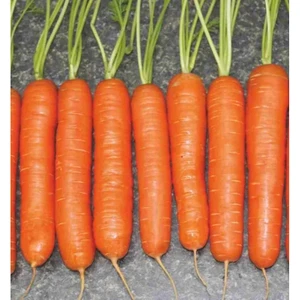 Pinaper Seed Havuç Nantes Tohumu 5 gr Pınaper Tohumculuk