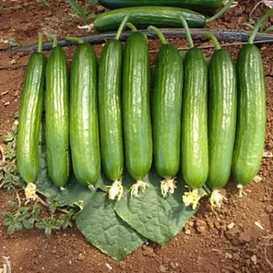 Pinaper Seed Salatalık Tohumu Ithal Beith Alpha 10 gr