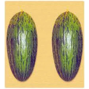 Pinaper Seed Kelek Hıdır Kavun Tohumu 10 gr
