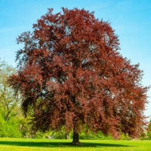 Kan Kayını Fagus Kış Şartlarına Dayanıklı Dayanıklı Kırmızı Yapraklı Kayın Ağacı Fidanı