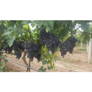 Tüplü Fidan Erkenci Üzüm Fidanı Sinan Bey