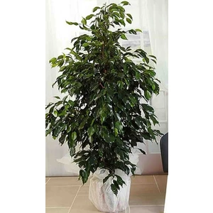 Saksılı Büyük Boy Benjamin Fidanı - Ev Ofis Bitkisi 1.5 - 2 Metre