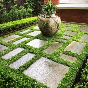 Fare Kulağı Tohumu Dichondra 100 Gram