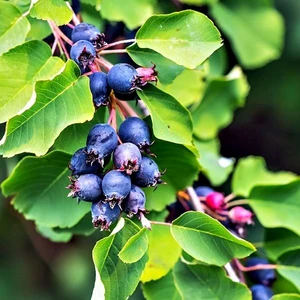 Tunç Botanik Şifalı Saskatoon Berry Fidanı 2 Adet
