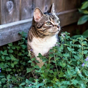 Kedi Nanesi Tohumu Catnip Nepeta Cataria