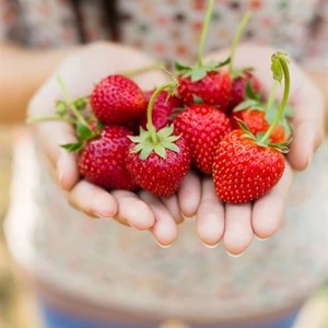 Masal Garden 20 Adet Florıda Beauty Çilek Fidesi Açık Kök Yeni Sezon