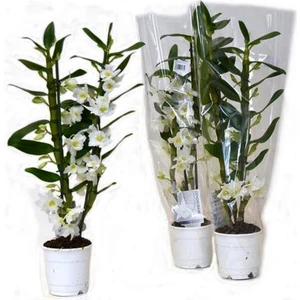 Canlı Beyaz Dendrobium Bambu Orkide Çiçeği